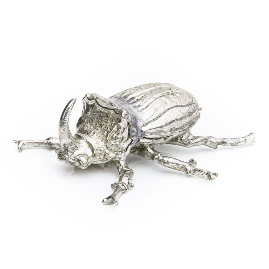 Alternative view of Rhino Beetle